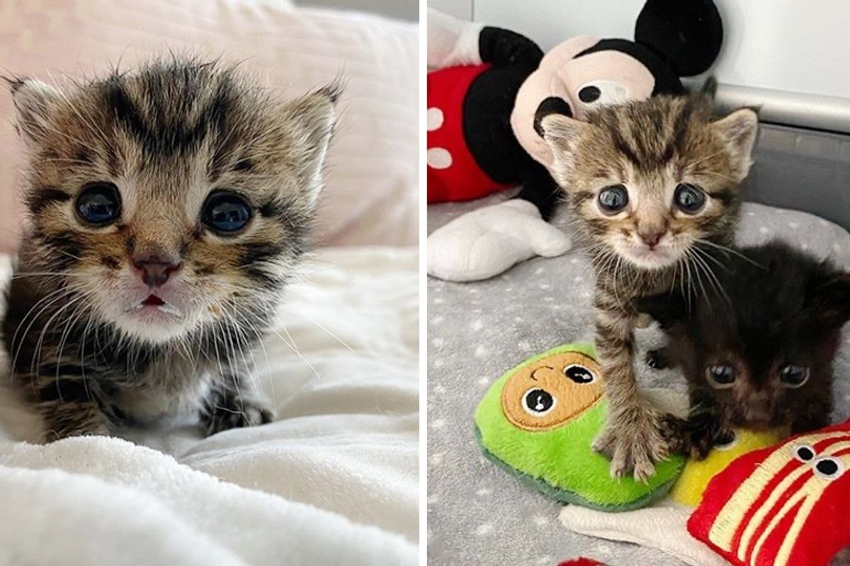 Tiny Kitten with Large Eyes Came to Foster Home with His Brother, They Turned Out to Be Sweetest Pair