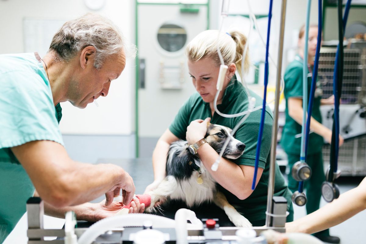Il governo ignora l’appello di 30.000 veterinari pronti ad aiutare i medici