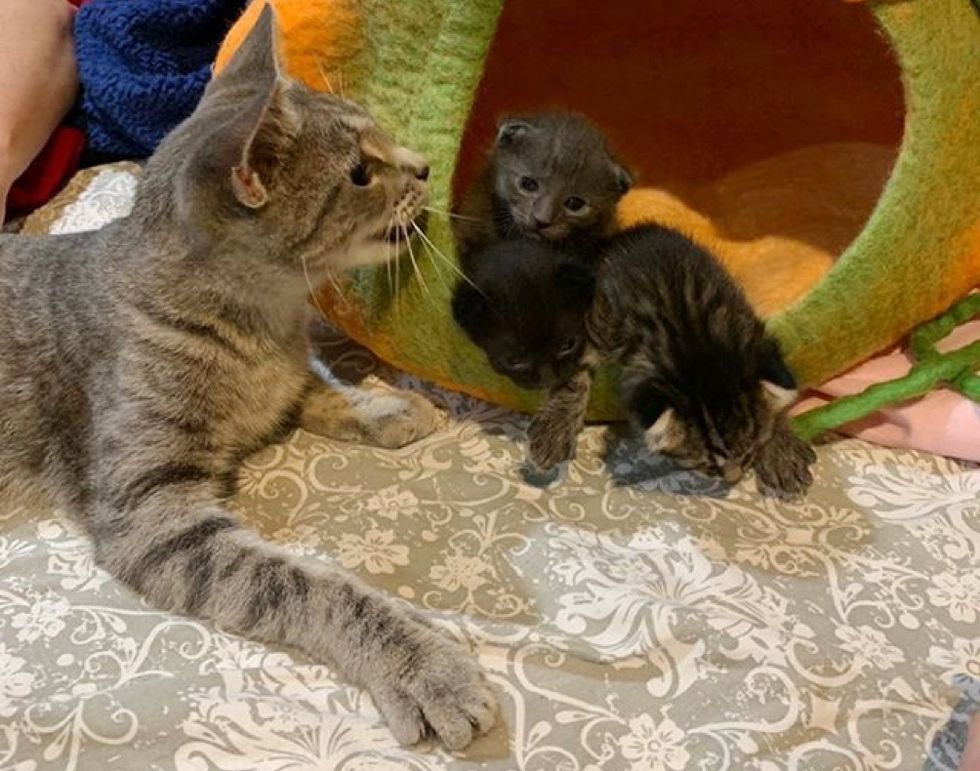 Family Found Stray Cat and Her Newborn Kittens on Their Patio and Knew