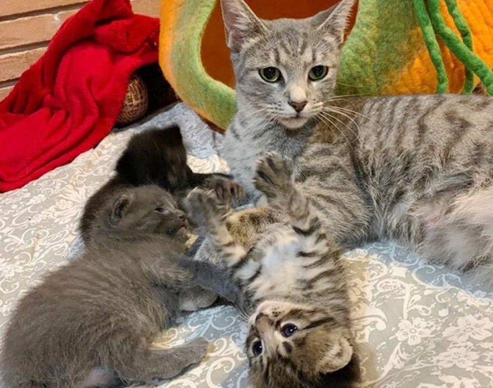 Family Found Stray Cat and Her Newborn Kittens on Their Patio and Knew