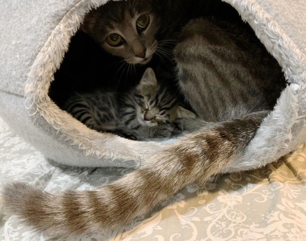 Family Found Stray Cat and Her Newborn Kittens on Their Patio and Knew