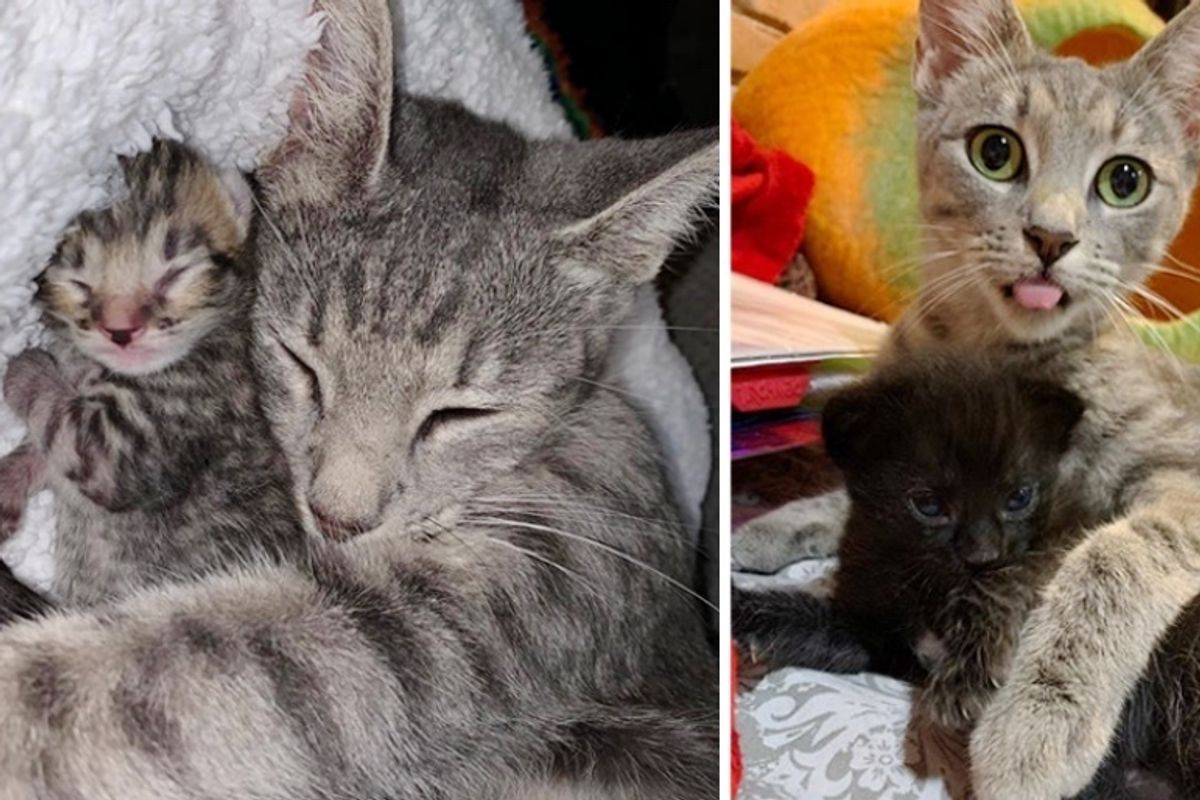 Family Found Stray Cat and Her Newborn Kittens on Their Patio and Knew They Had to Help