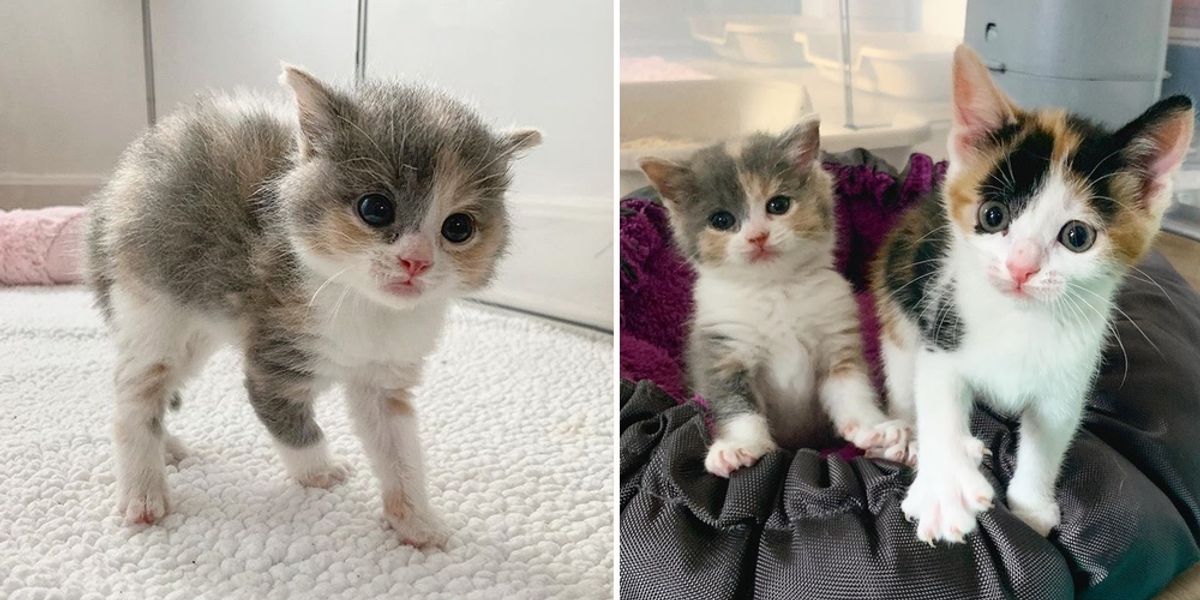 Pint-sized Kitten Has Her Dream Come True with New Sisters After Being ...