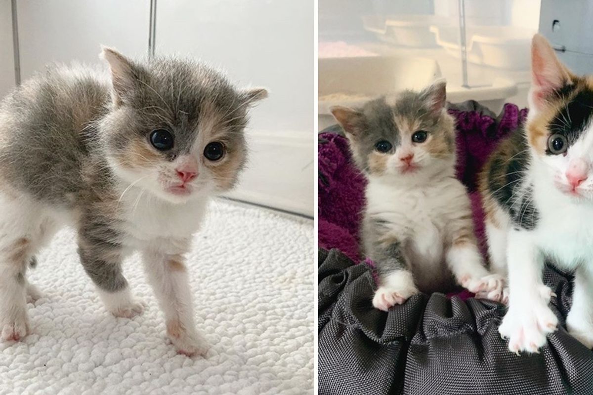Pint-sized Kitten Has Her Dream Come True with New Sisters After Being Found Alone Outside
