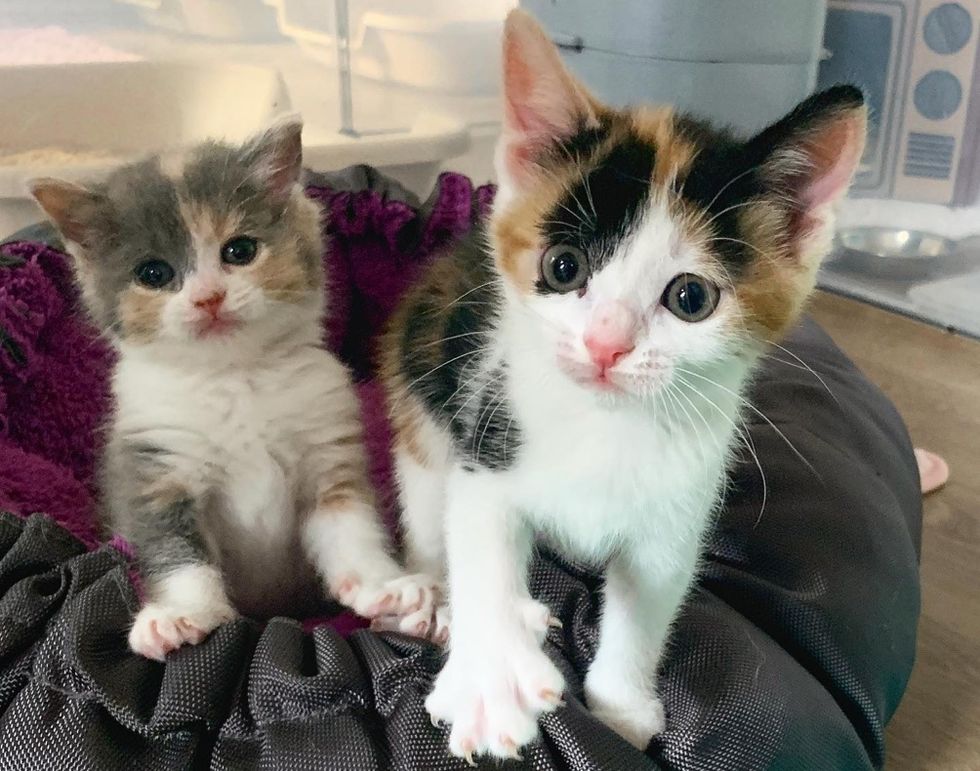 Pint-sized Kitten Has Her Dream Come True with New Sisters After Being ...