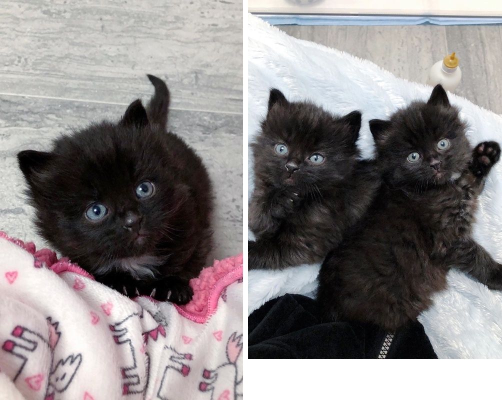 love meow solar powered kittens