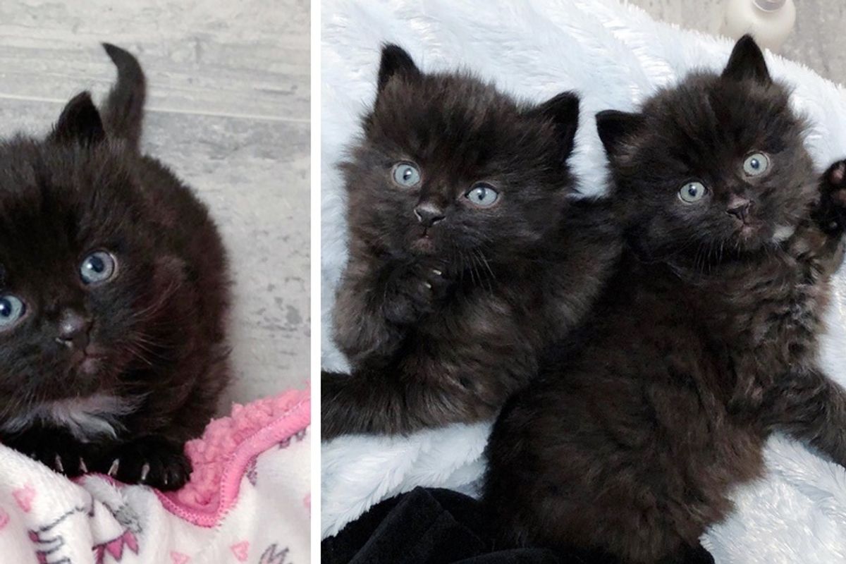 Kittens Found Wandering Outside, Start New Journey Together Through Act of Kindness