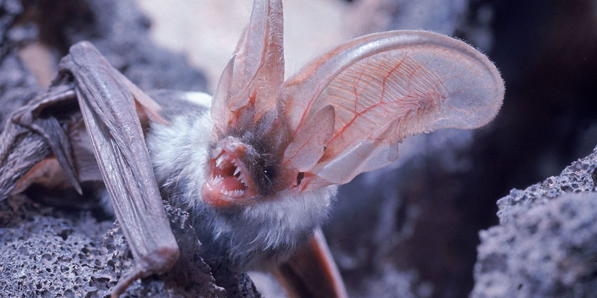 At least 15 kindergarten children come into contact with rabies bats