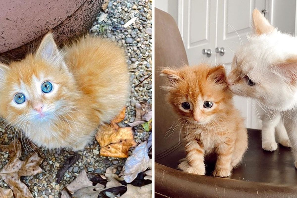 Kitten Finds Family of Her Dreams and Wins Everyone Over with Her Endearing Personality
