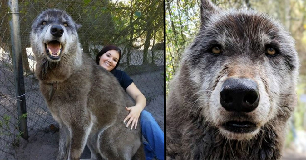 Wolf Dog Saved After Owner Dumps Him at Kill Center Because He Was Too ...