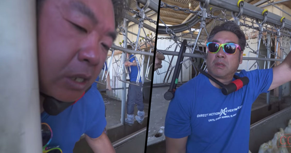 Animal Rights Activists Chain Themselves To A Slaughter Machine And Immediately Regret It 22 Words