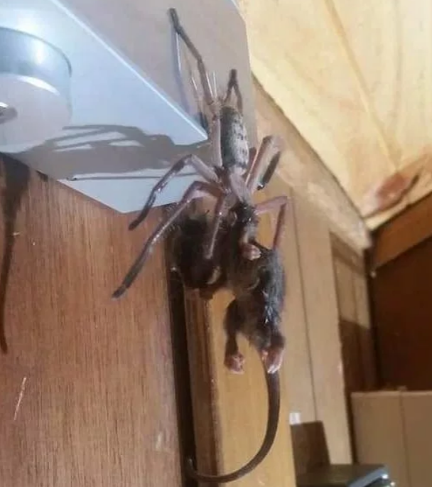 Terrified Woman Finds Huge Huntsman Spider In Her House | 22 Words