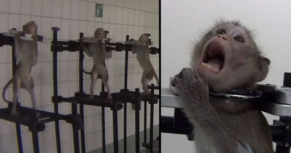 German Lab Where Monkeys Were Filmed Screaming in Pain During Tests