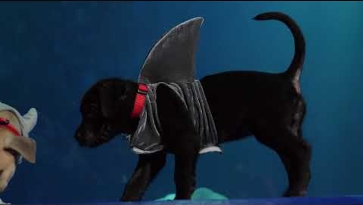 Watch puppies dressed as sharks have a little Halloween fun at the Georgia Aquarium