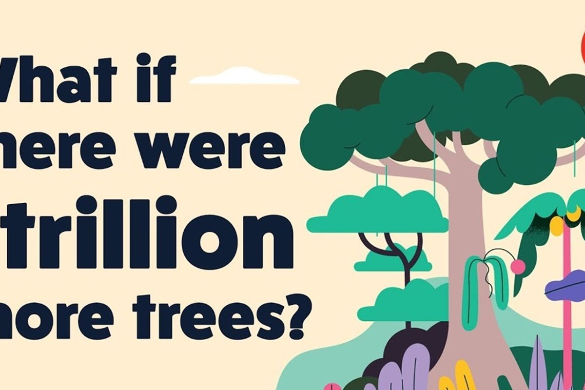 Captivating new TED video shows how planting a trillion trees would help reverse climate change