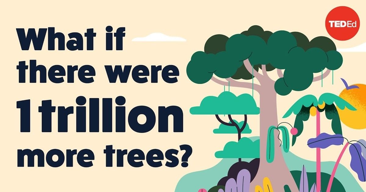 Captivating new TED video shows how planting a trillion trees would help reverse climate change