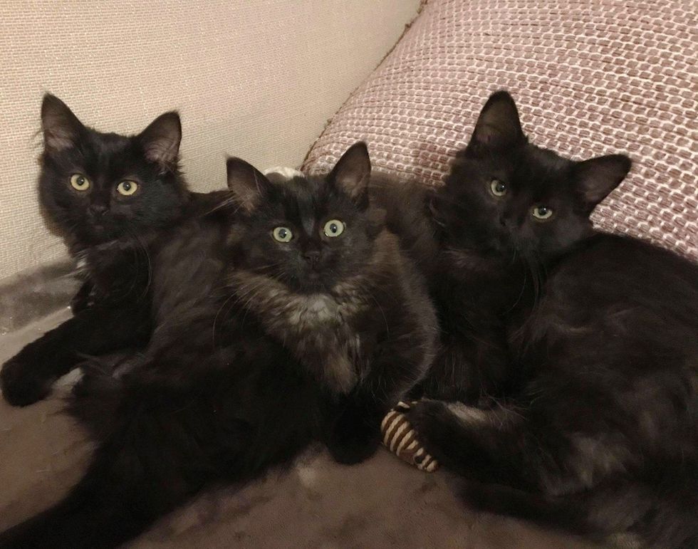 Stray Cat Brings Her Kittens to Family that was Kind to Her, and