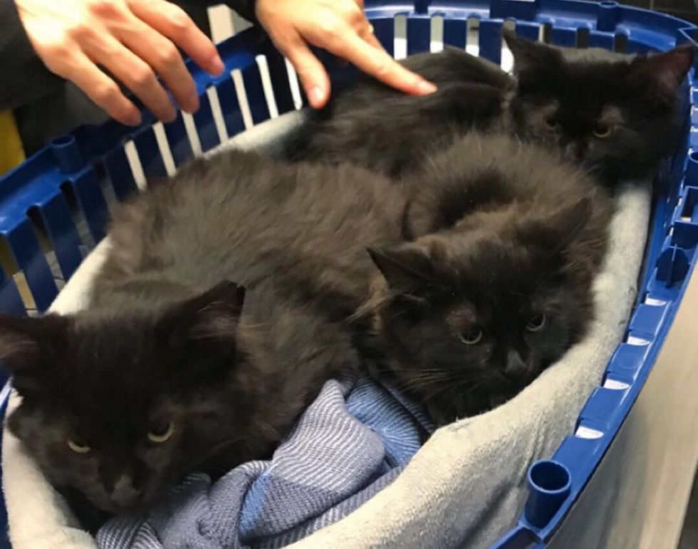 Stray Cat Brings Her Kittens to Family that was Kind to Her, and