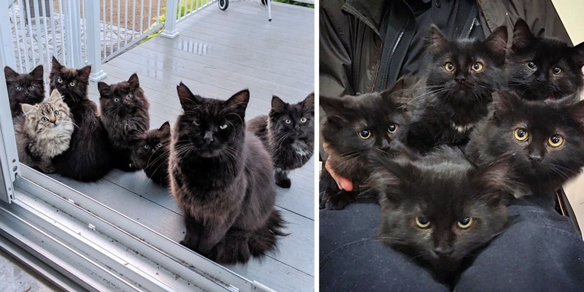 Stray Cat Brings Her Kittens to Family that was Kind to Her, and