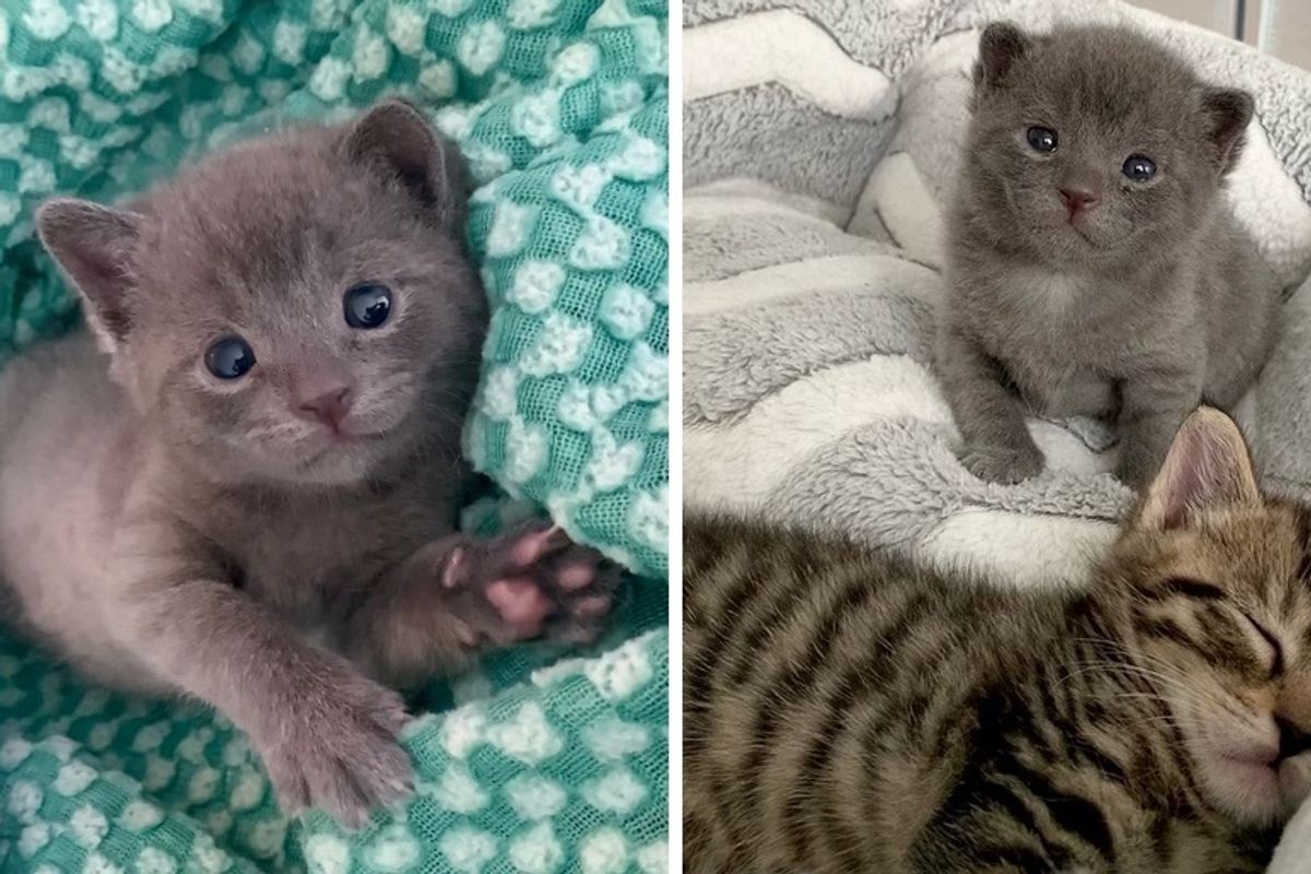 Woman Came to Shelter for 3 Kittens But Couldn't Leave Tiny Orphan Behind