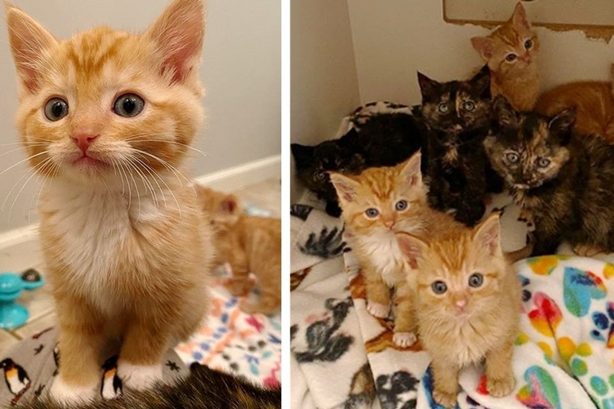 7 Kittens Find Kind People to Help Them Thrive After Being Found Abandoned Outside