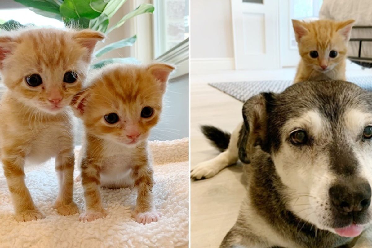 Kittens Found Under House, Bounced Back and Blossomed Through Help from Big Family