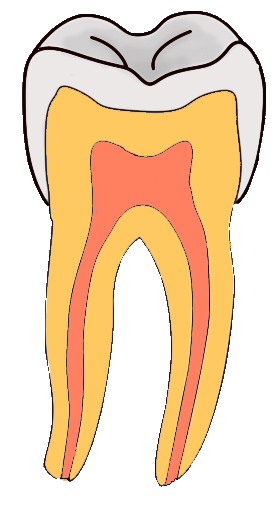 illustration of tooth nerve