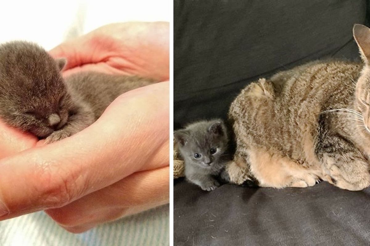 Kitten Found Near Bushes, Bounces Back and Gives Everyone Around Him Cuddles