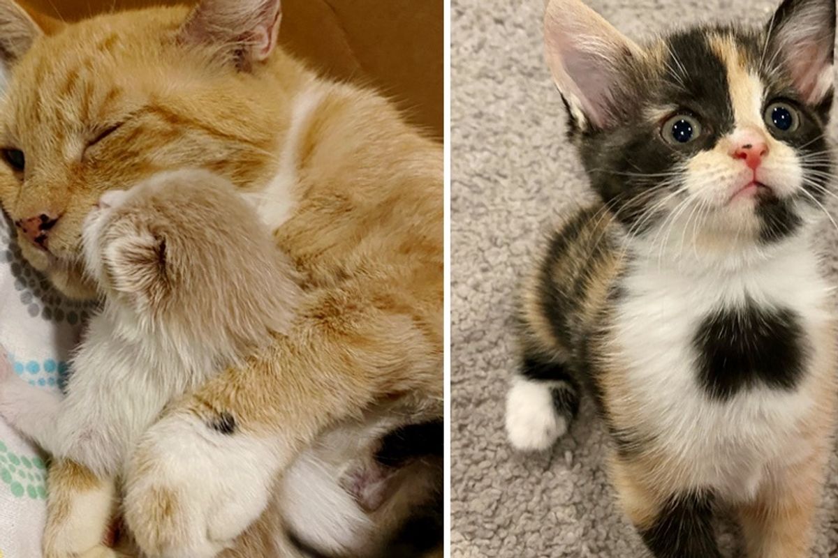 Cat and Her Beloved Kittens Thrive Through Help from Foster, Now Hope for Dream Home Together