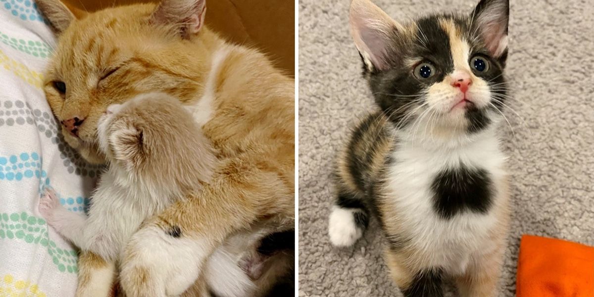 Cat and Her Beloved Kittens Thrive Through Help from Foster, Now Hope ...