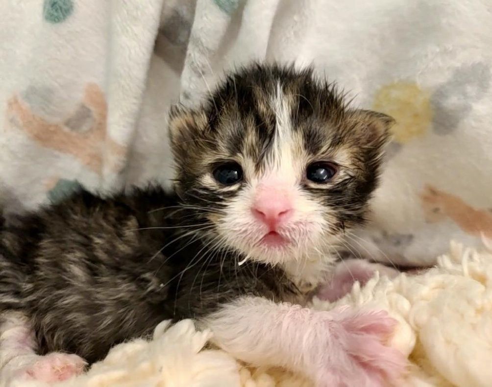 kitten on back with paws up