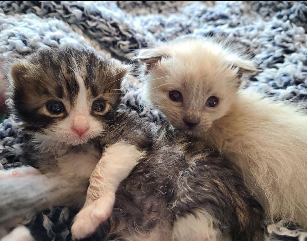 Kitten with 3 Paws Determined to Keep Up with His Siblings After Being ...