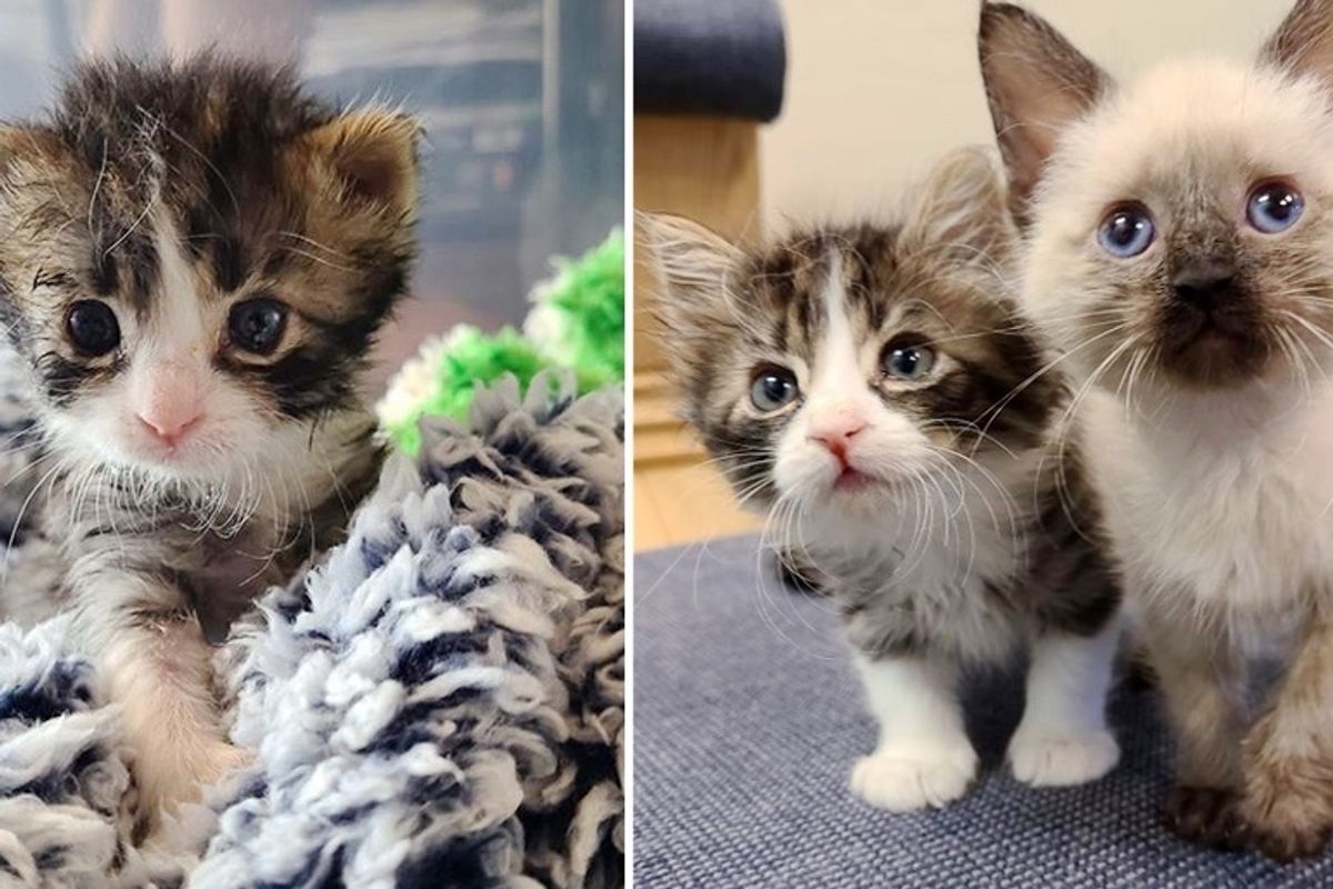 Kitten with 3 Paws Determined to Keep Up with His Siblings After Being Nursed Back to Health