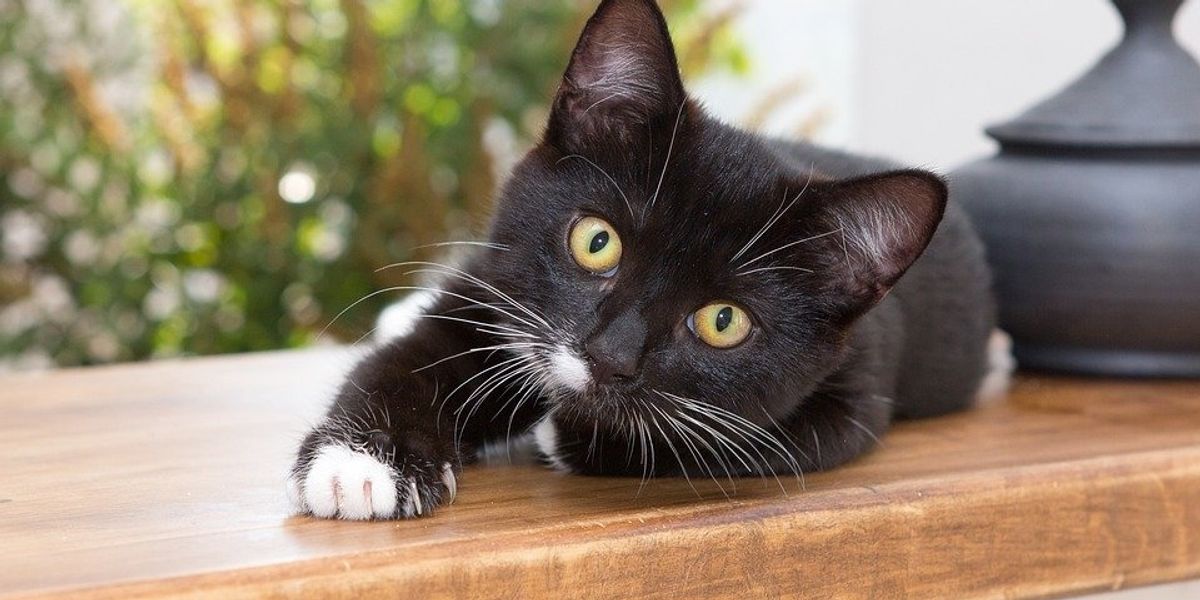 Meow, Meow, Meow: Why Do Cats Meow? - Mountain Road Animal Hospital