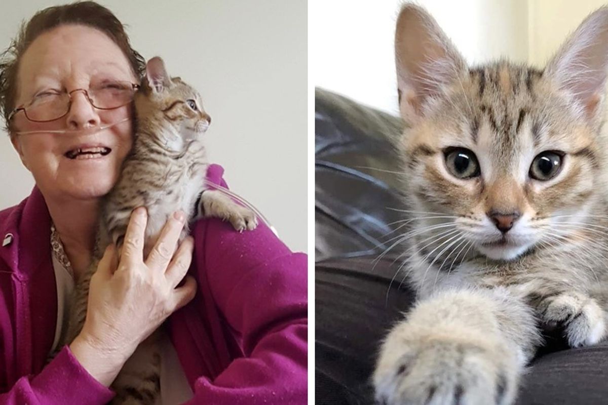 3 Foster Kittens Make Dream Come True for Woman's Last Birthday