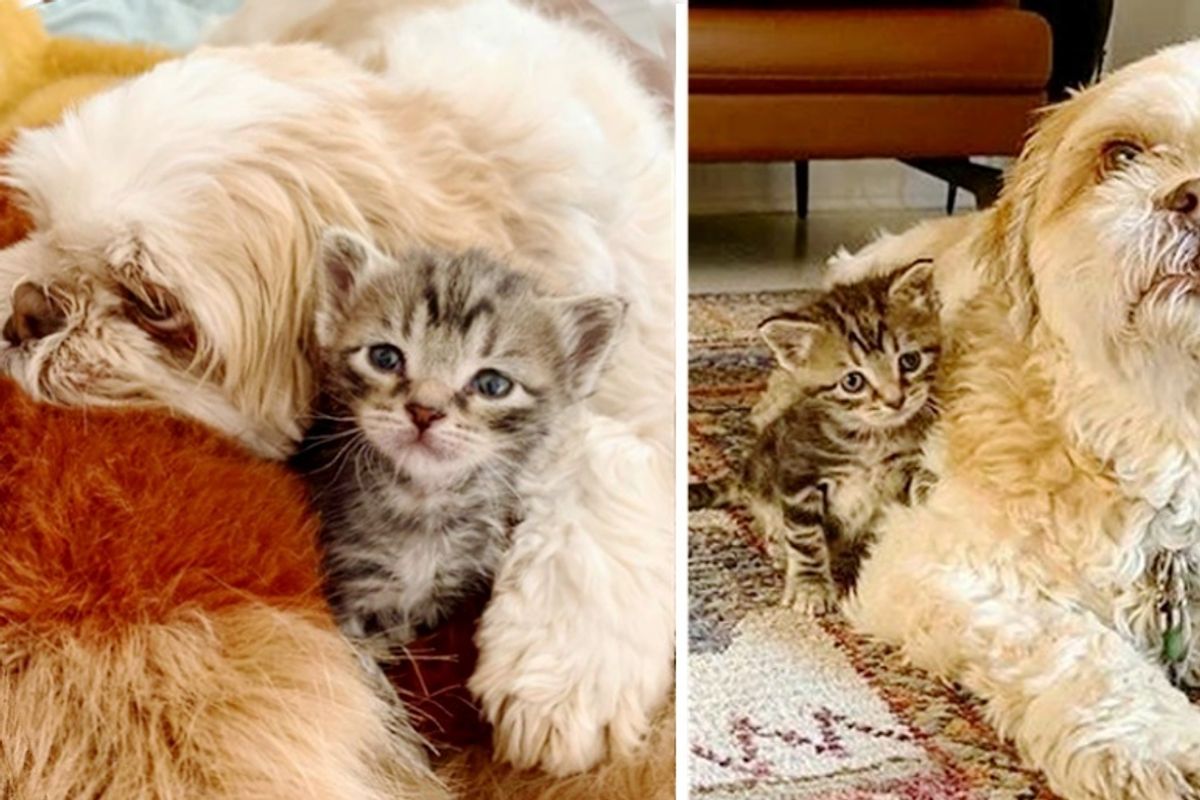 Kitten Bounced Back, Finds Sweetest Friend to Guard Her Everywhere She Goes