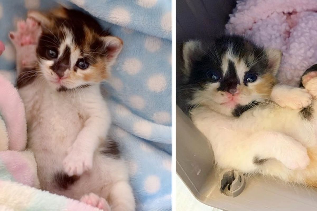 Kitten Found Alongside Her Brothers, Blossoms with Help from Kind People
