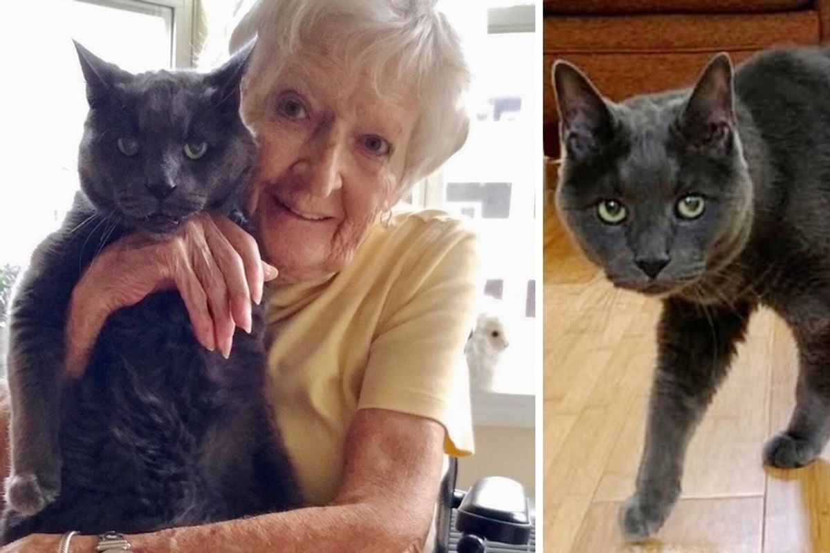 14 Year Old Shelter Cat Found Perfect Companion to Spend Golden Years with - They Both Needed Each Other