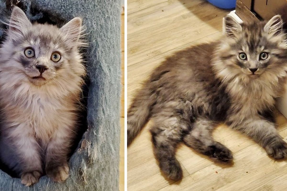Fluffy Kitten Came Around and Discovered Joy Through Family After Life on Farm