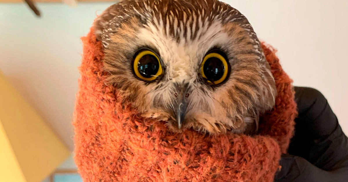 Tiny Owl Recovering At Wildlife Rehab Center After It Was Found Inside The Rockefeller Christmas Tree