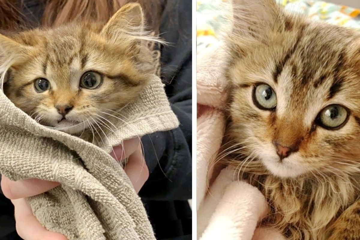 Man Rescued Kitten Found Frozen to Truck and Came Back to Make Her Dream Come True
