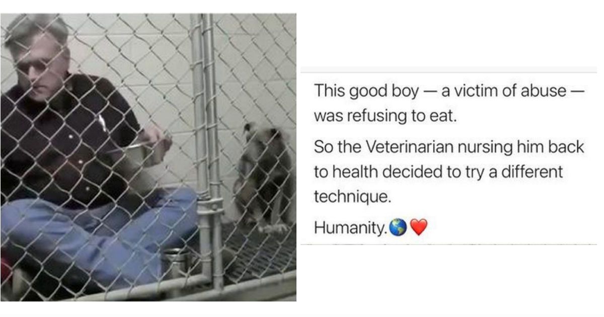When a rescue dog refused to eat, this veterinarian nursed him back to health with pure love