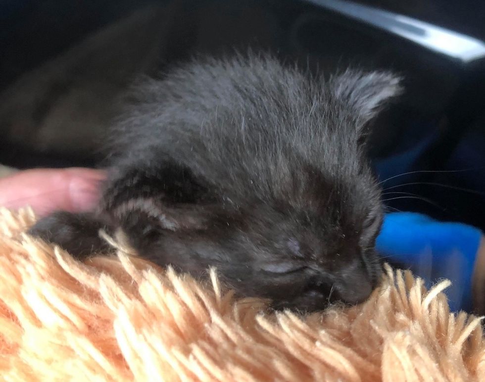 Kitten Won't Go Anywhere Without Her Teddy Bear After Being Found Alone ...