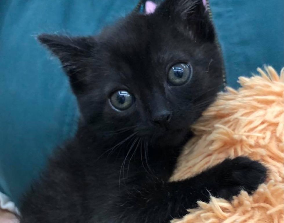 Kitten Won't Go Anywhere Without Her Teddy Bear After Being Found Alone ...
