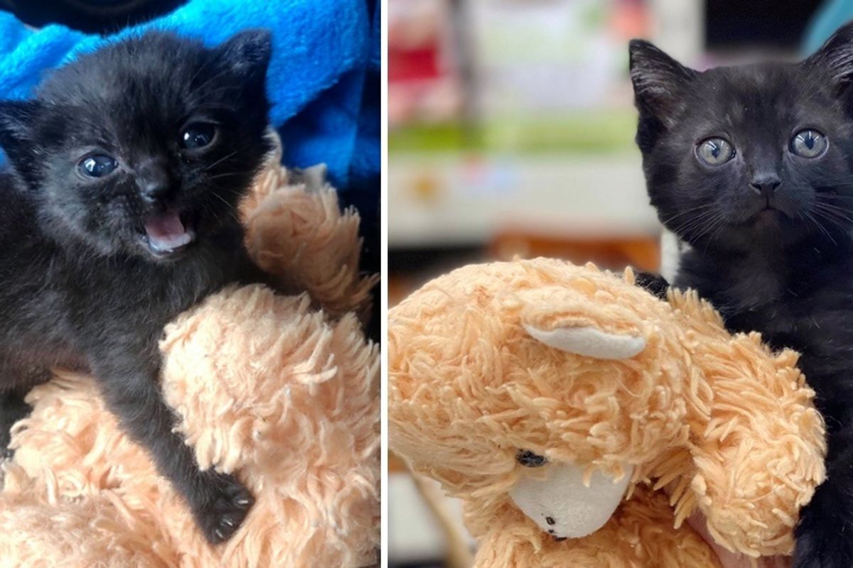 Kitten Won't Go Anywhere Without Her Teddy Bear After Being Found Alone Outside