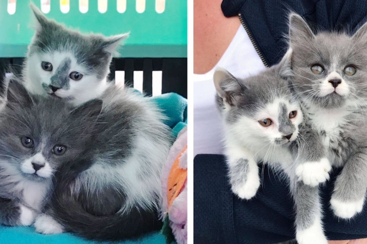 Kittens Found Huddled in Garden, Share Sweetest Bond, Now Have Their Dream Come True