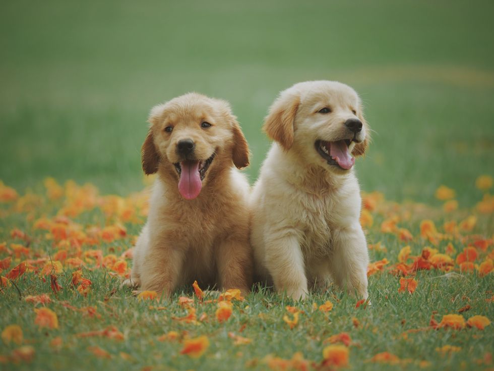 8 Dog Breeds That Make For The Perfect Best Friend