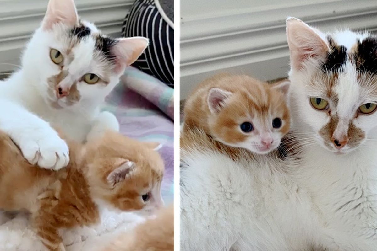 Cat Kneads Away with Happy Paws When She Finds Family to Help Her Kittens