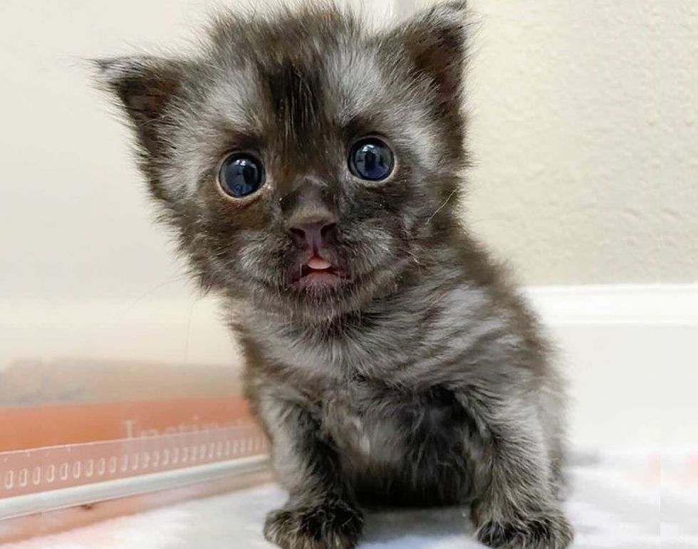 Kitten Found in Backyard with His Siblings, Grew Unique Coat ...