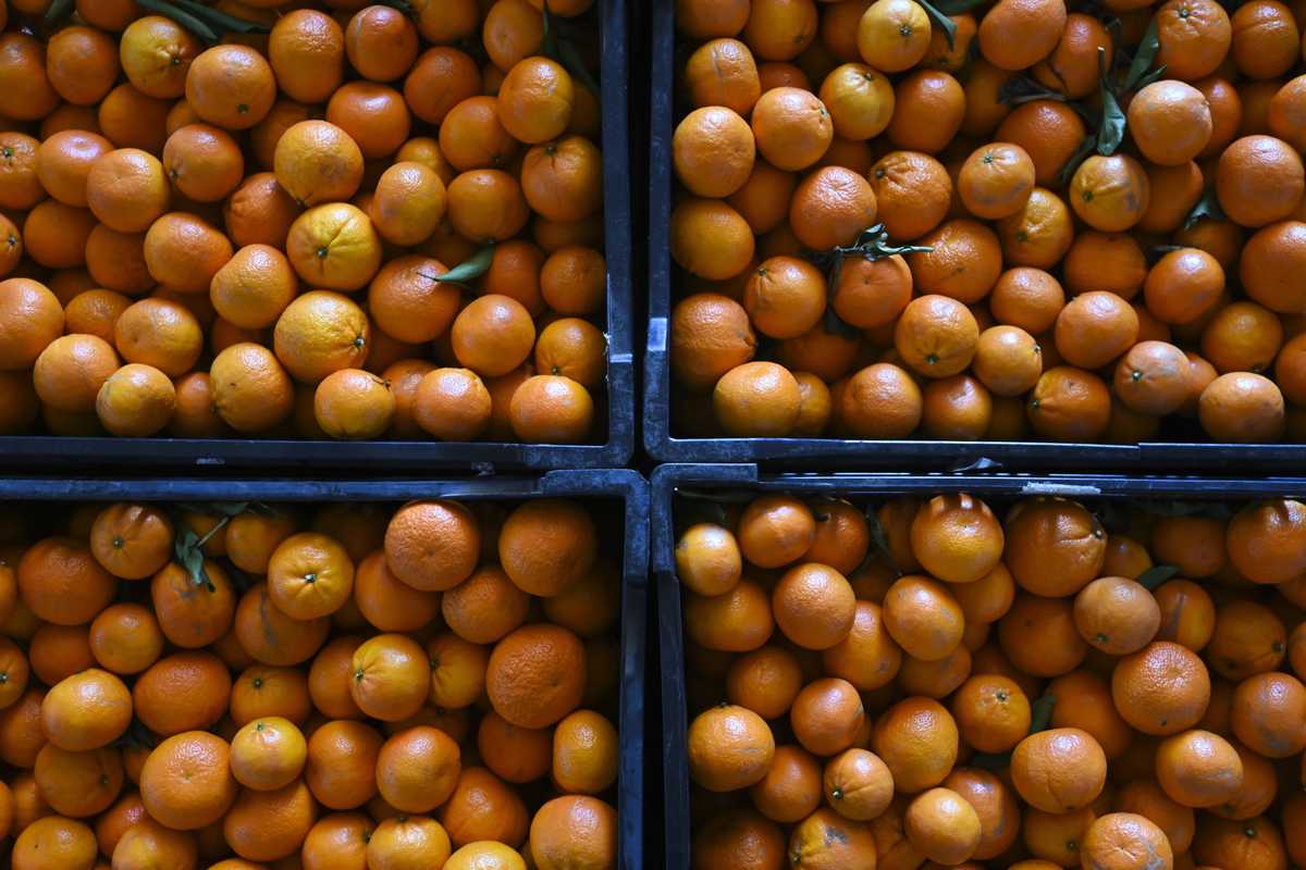 Mandarino star. Se l’arancia è la regina d’inverno il suo «piccolo papà» non è da meno